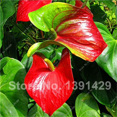 50pcs seeds Anthurium Plants Beautiful Rainbow Indoor Garden Flowers Bonsai Tree Garden Decor Decorative Landscaping Aerobic Potted Radiation Protection
50pcs seeds Anthurium Plants Beautiful Rainbow Indoor Garden Flowers Bonsai Tree Garden Decor Decorative Landscaping Aerobic Potted Radiation Protection