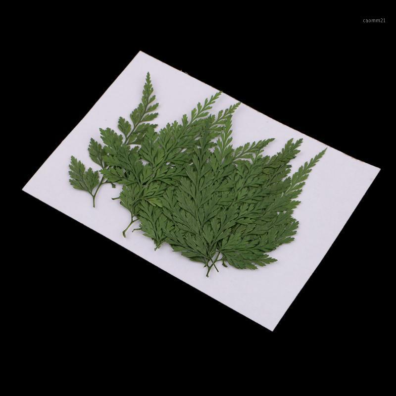 12Pcs Pressed Dried Fern Leaves Plant Herbarium DIY Arts Crafts Scrapbooking1, As pic
12Pcs Pressed Dried Fern Leaves Plant Herbarium DIY Arts Crafts Scrapbooking1, As pic