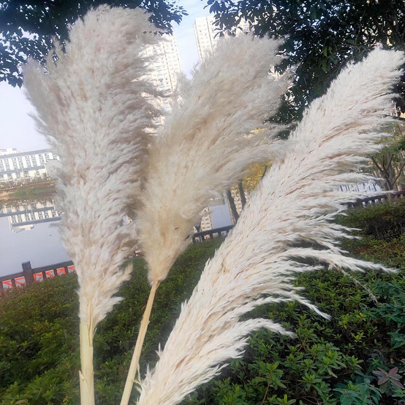 White Natural Reed Dried Flower Big Pampas Grass Bouquet Wedding Flower Ceremony Decoration Modern Home Decoration Fall Decor, 5pcs lucai
White Natural Reed Dried Flower Big Pampas Grass Bouquet Wedding Flower Ceremony Decoration Modern Home Decoration Fall Decor, 5pcs lucai