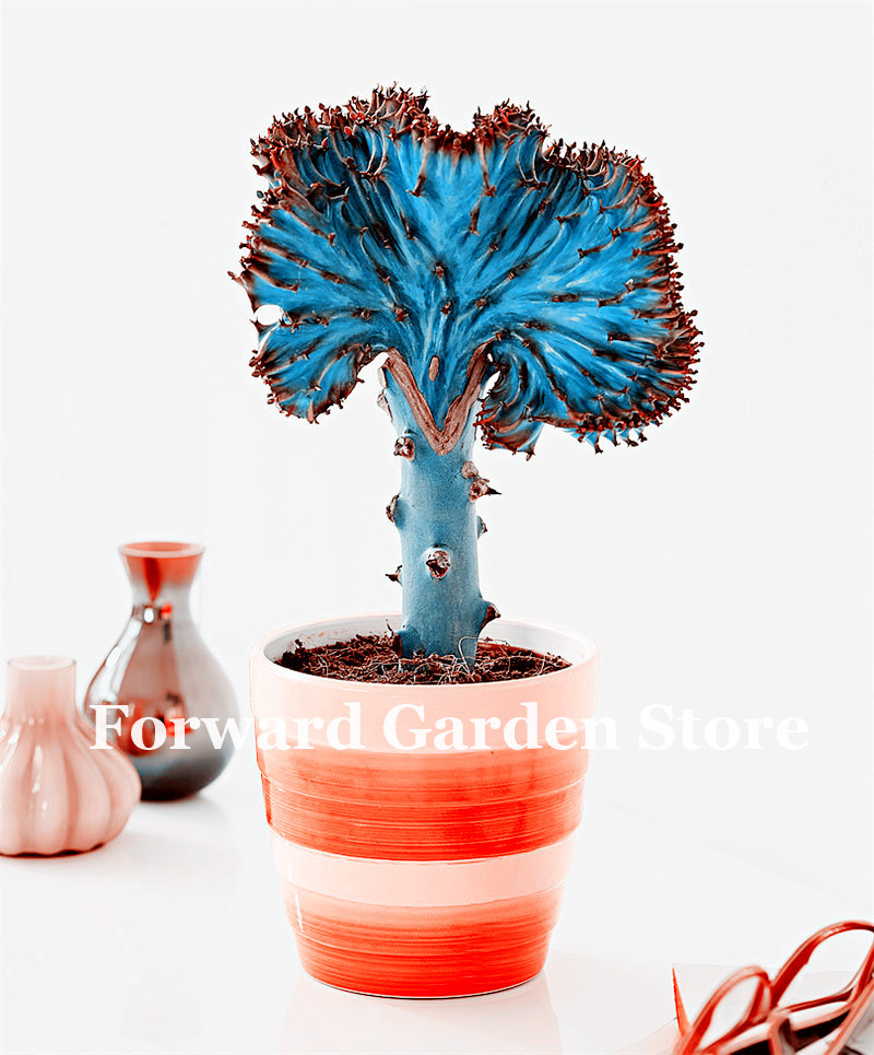 100 Pcs seeds Bonsai Blue Spurge Plant, Rare Fan-Shaped Succulent, Cactus For Home Garden Planting Fast Growing Planting Season Purify The Air Absorb Harmful Gases
100 Pcs seeds Bonsai Blue Spurge Plant, Rare Fan-Shaped Succulent, Cactus For Home Garden Planting Fast Growing Planting Season Purify The Air Absorb Harmful Gases
