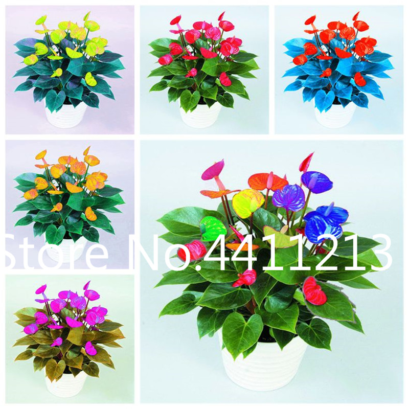 100 Pcs seeds Anthurium plants Flower For Balcony Bonsai Potted For Diy Home Garden flores outdoor Fast Growing Planting Season Purify The Air Radiation Protection
100 Pcs seeds Anthurium plants Flower For Balcony Bonsai Potted For Diy Home Garden flores outdoor Fast Growing Planting Season Purify The Air Radiation Protection