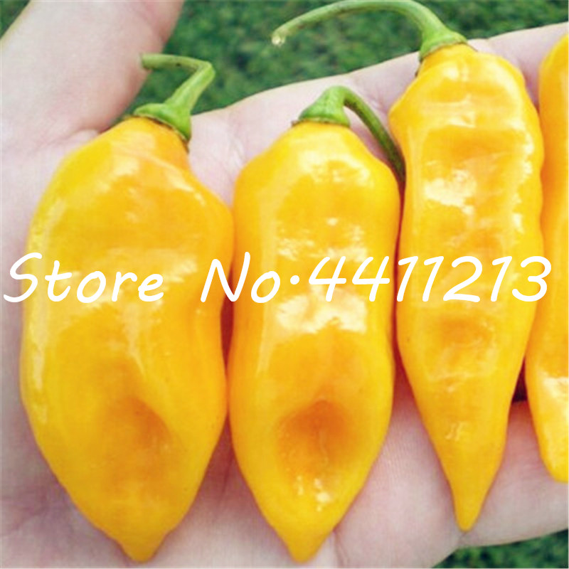 50Pcs seeds Vegetable fruit pepper Bonsai, Giant chili plants sweet Carolina hot chilli bonsai plant potted Planting Season Purify The Air Absorb Harmful Gases
50Pcs seeds Vegetable fruit pepper Bonsai, Giant chili plants sweet Carolina hot chilli bonsai plant potted Planting Season Purify The Air Absorb Harmful Gases