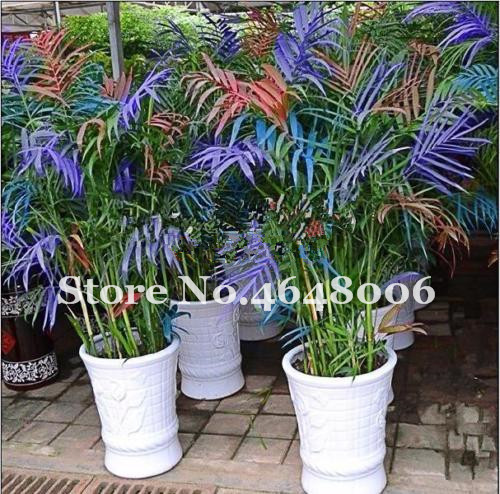50 Pcs seeds Colorful Lucky Bamboo Bonsai Decorative Garden Bambusa Ventricosa Herb Bonsai Plant For Diy Home Garden Natural Growth Variety of Colors Aerobic Potted
50 Pcs seeds Colorful Lucky Bamboo Bonsai Decorative Garden Bambusa Ventricosa Herb Bonsai Plant For Diy Home Garden Natural Growth Variety of Colors Aerobic Potted
