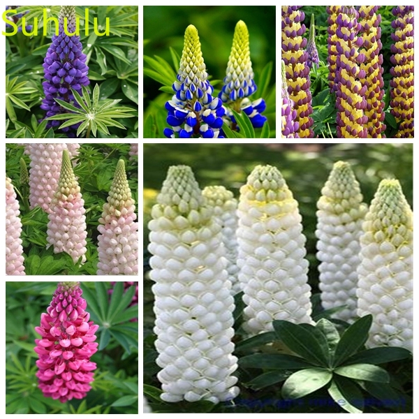 New Variety 100PCS Lupinus Seeds Garden Indoor Flowers Balcony & Courtyard Purifying Air Bonsai Plant
New Variety 100PCS Lupinus Seeds Garden Indoor Flowers Balcony & Courtyard Purifying Air Bonsai Plant