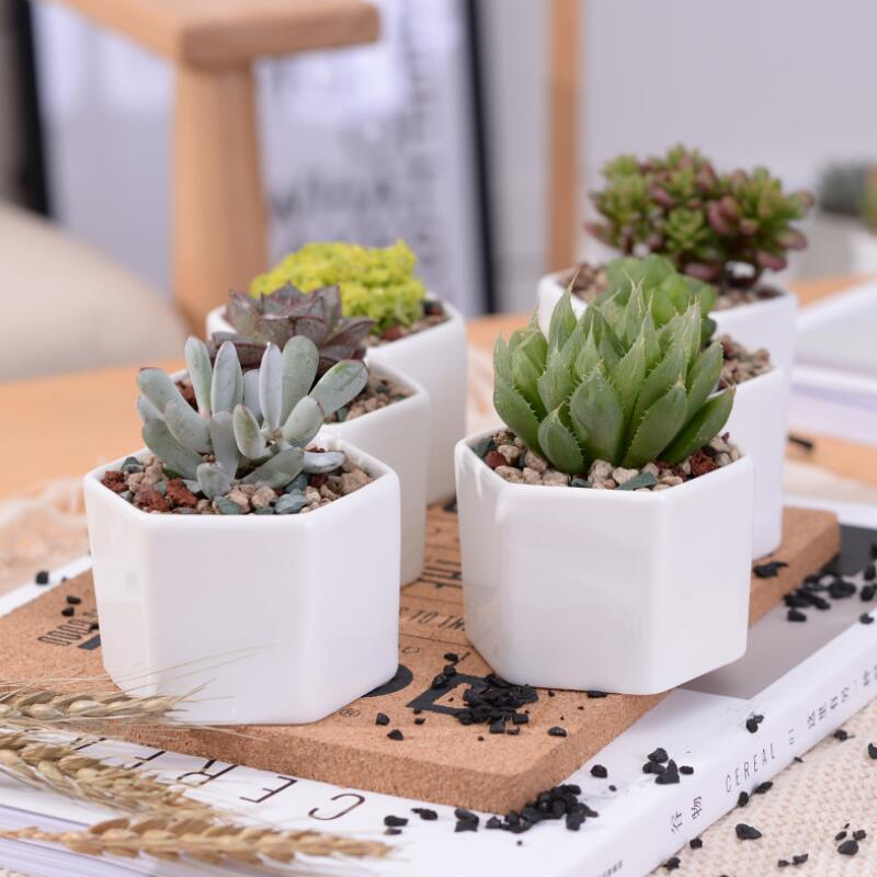 ceramic bonsai pots wholesale mini white porcelain flowerpots suppliers for seeding succulent indoor home Nursery planters sea shipping HWB1706
ceramic bonsai pots wholesale mini white porcelain flowerpots suppliers for seeding succulent indoor home Nursery planters sea shipping HWB1706