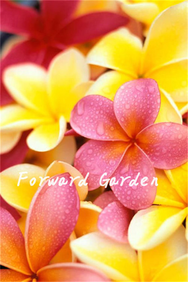 100 Pcs seeds Garden Plumeria Frangipani Egg Flower Rubra Flower Decoration Romance Bonsai Plant Diy Home Garden Natural Growth Variety of Colors Aerobic Potted
100 Pcs seeds Garden Plumeria Frangipani Egg Flower Rubra Flower Decoration Romance Bonsai Plant Diy Home Garden Natural Growth Variety of Colors Aerobic Potted