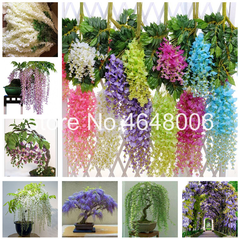 10 Pcs seeds Colorful Wisteria Bonsai, Mixed Color Flower Tree Ornamental Beautiful Plant For Home Garden Natural Growth Variety of Colors Aerobic Potted
10 Pcs seeds Colorful Wisteria Bonsai, Mixed Color Flower Tree Ornamental Beautiful Plant For Home Garden Natural Growth Variety of Colors Aerobic Potted