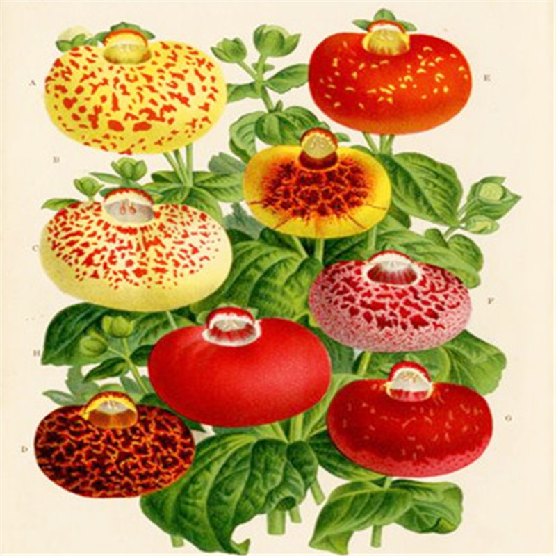 100 Pcs Calceolaria Flower seeds Fast Growing Planting Season Purify The Air Absorb Harmful Gases Beautifying And Air Purification The Germination Rate 95%
100 Pcs Calceolaria Flower seeds Fast Growing Planting Season Purify The Air Absorb Harmful Gases Beautifying And Air Purification The Germination Rate 95%