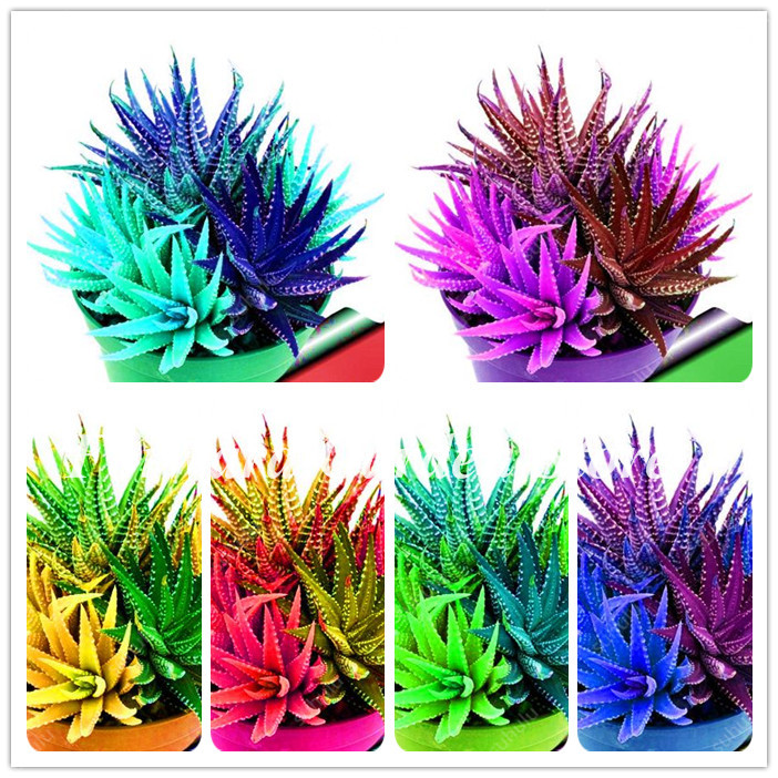 100 Pcs seeds Colorful Cactus Aloe Bonsai, Cactus Rebutia Variety Exotic Flowering Cacti, Office Desk Mini Plant Succulents Natural Growth Variety of Colors
100 Pcs seeds Colorful Cactus Aloe Bonsai, Cactus Rebutia Variety Exotic Flowering Cacti, Office Desk Mini Plant Succulents Natural Growth Variety of Colors