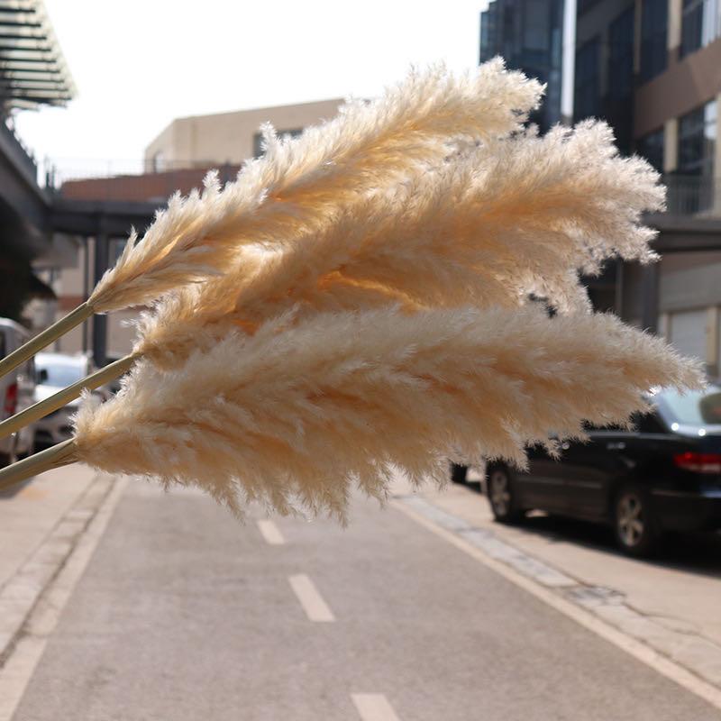 Retro Fashion Natural Reed Dried Flower Big Pampas Grass Bouquet Wedding Flower Ceremony Decoration Modern Home Decoration, As show
Retro Fashion Natural Reed Dried Flower Big Pampas Grass Bouquet Wedding Flower Ceremony Decoration Modern Home Decoration, As show