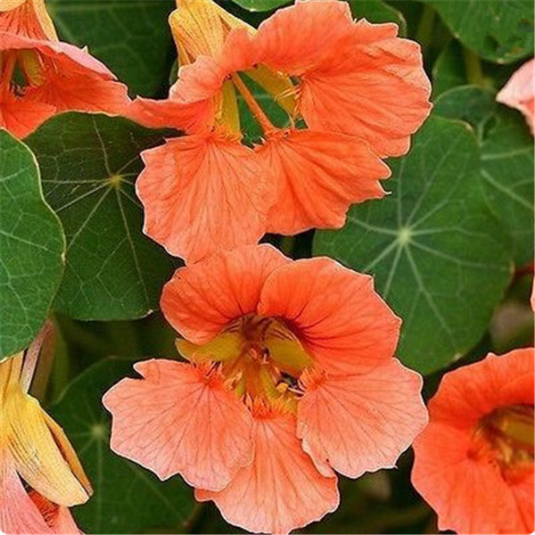 50pcs Nasturtium Flower Fresh Seeds for Bonsai Plants All for a summer residence Garden Decorations Natural Growth Variety of Colors Decorative Landscaping
50pcs Nasturtium Flower Fresh Seeds for Bonsai Plants All for a summer residence Garden Decorations Natural Growth Variety of Colors Decorative Landscaping