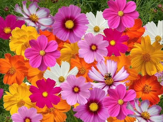 100 Pcs seeds Chocolate Rainbow Cosmos Bonsai Blooms All Summer Long Has Rich Scent Like Chocolate Flower Seedsplant Garden Supplies Variety of Colors
100 Pcs seeds Chocolate Rainbow Cosmos Bonsai Blooms All Summer Long Has Rich Scent Like Chocolate Flower Seedsplant Garden Supplies Variety of Colors