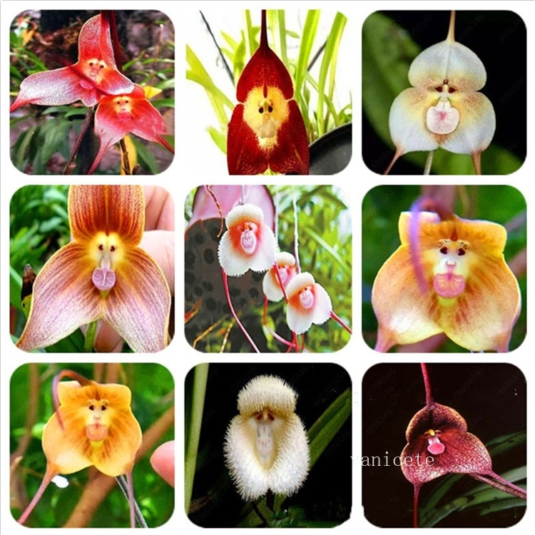 Garden Supplies Multiple varieties Bonsai flower seeds Beautiful Monkey face orchid flowers seed gardens rare orchid seeds100 pcs /bag 9302
Garden Supplies Multiple varieties Bonsai flower seeds Beautiful Monkey face orchid flowers seed gardens rare orchid seeds100 pcs /bag 9302