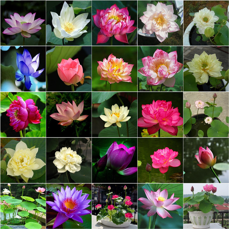 Garden Supplies Lotus Seeds Bowl lotus Hydroponic plant seed Four Seasons Indoor Aquaculture Potted Flowers Water Lily Aquatic 20pcs/lot 9298
Garden Supplies Lotus Seeds Bowl lotus Hydroponic plant seed Four Seasons Indoor Aquaculture Potted Flowers Water Lily Aquatic 20pcs/lot 9298