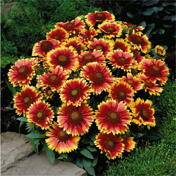 Garden Decorations 100PCS gaillardia Flower Seeds Bonsai Rare Plant for Home Courtyard Planting Decorative Landscaping
Garden Decorations 100PCS gaillardia Flower Seeds Bonsai Rare Plant for Home Courtyard Planting Decorative Landscaping