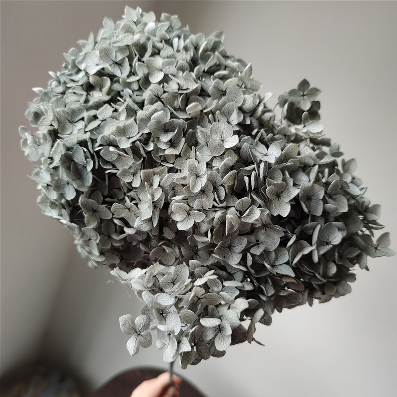 18-20cm Head,Natural Preserved Anna Hydrangea with stem,Eternal Display flower bunch for Wedding Home Decoration accessories 1026
18-20cm Head,Natural Preserved Anna Hydrangea with stem,Eternal Display flower bunch for Wedding Home Decoration accessories 1026