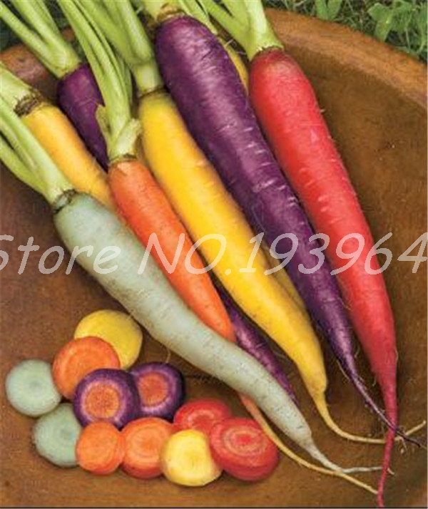 100 pcs seeds / bag Sweet Carrot Bonsai, Vegetable Plants Organic Russian Heirloom ,budding rate 98%,plant for Home & Garden Decorative Landscaping Aerobic Potted
100 pcs seeds / bag Sweet Carrot Bonsai, Vegetable Plants Organic Russian Heirloom ,budding rate 98%,plant for Home & Garden Decorative Landscaping Aerobic Potted