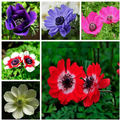 100pcs seeds White Anemone bonsai Home Wedding Decoration Bouquet Rare Flowers Semillas plant Gift For Home Garden Purify The Air Absorb Harmful Gases Showy
100pcs seeds White Anemone bonsai Home Wedding Decoration Bouquet Rare Flowers Semillas plant Gift For Home Garden Purify The Air Absorb Harmful Gases Showy