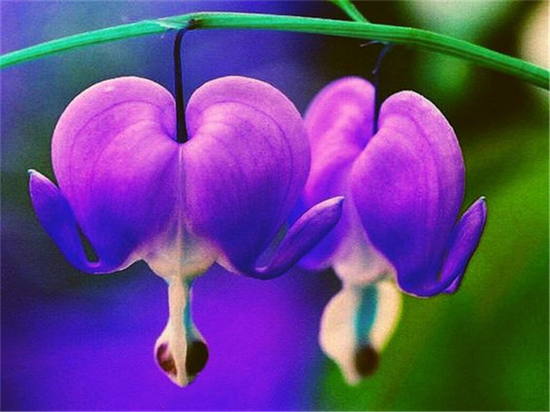 100pcs Orchid Flower Seeds for Bonsai Plants All for a summer residence Purify The Air Absorb Harmful Gases Garden Decorations Beautifying A
100pcs Orchid Flower Seeds for Bonsai Plants All for a summer residence Purify The Air Absorb Harmful Gases Garden Decorations Beautifying A