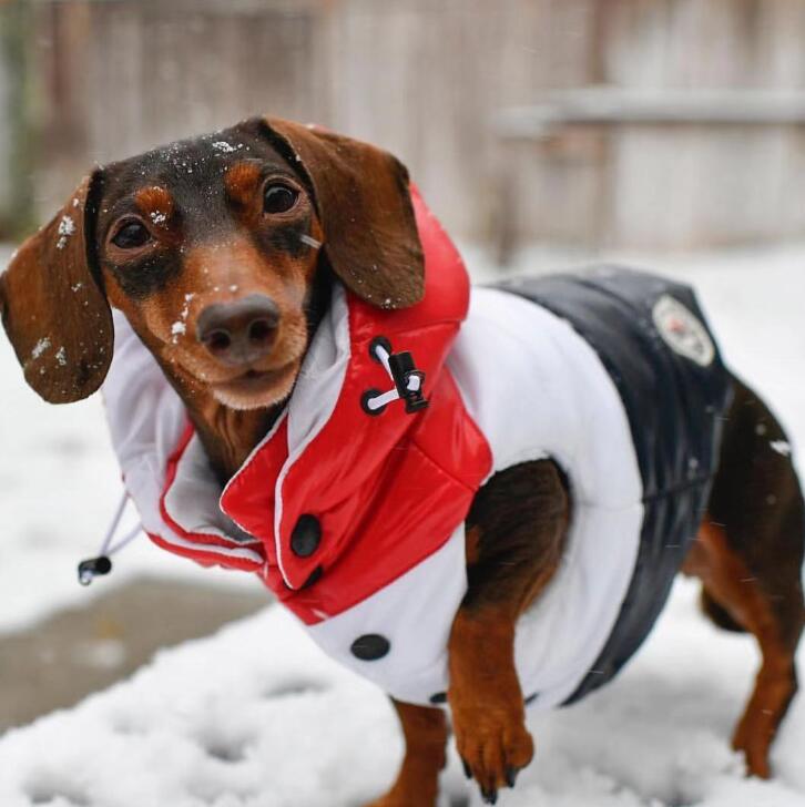 Classic Patchwork Designer Pet Coats INS Fashion Thicken Bulldog Jacket Winter Warm Personality Teddy Outerwears Apparel, As pic
Classic Patchwork Designer Pet Coats INS Fashion Thicken Bulldog Jacket Winter Warm Personality Teddy Outerwears Apparel, As pic