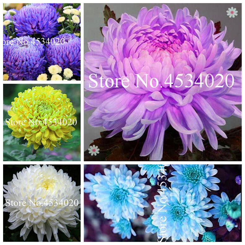 100Pcs seeds Rare color Chrysanthemum bonsai Perennial Bonsai Flower plant Daisy Potted Plant For Home Garden decoration Natural Growth Variety of Colors
100Pcs seeds Rare color Chrysanthemum bonsai Perennial Bonsai Flower plant Daisy Potted Plant For Home Garden decoration Natural Growth Variety of Colors