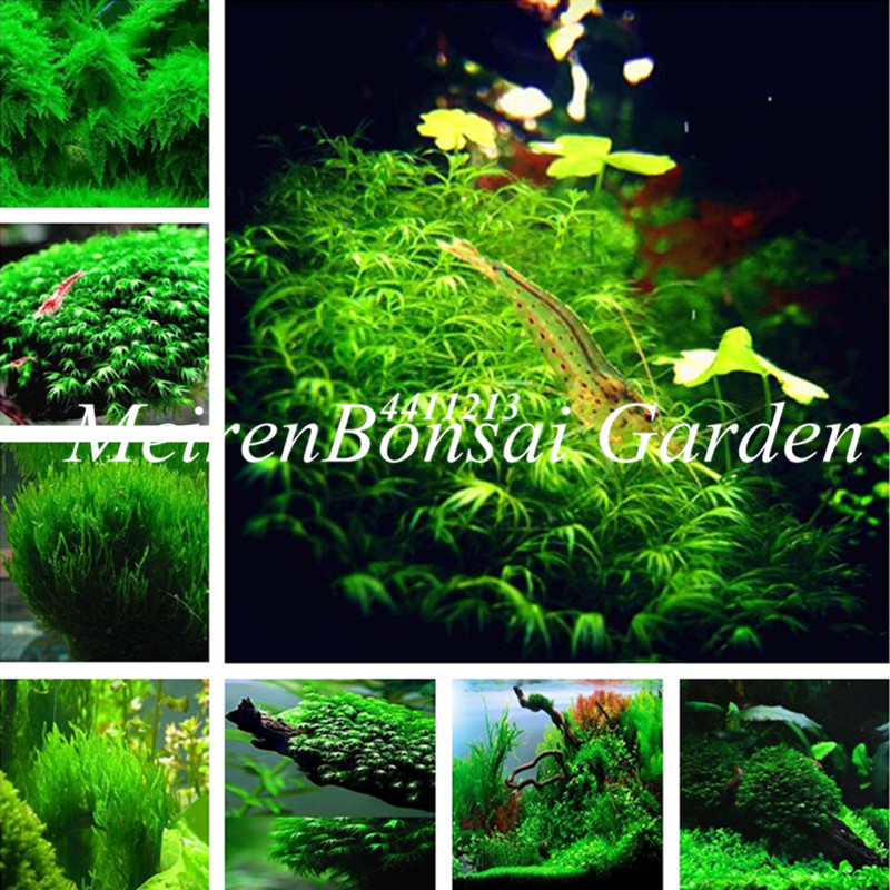 100pcs seeds Aquarium Grass plant Water Aquatic Potted Plant Mini Double Leaves Water Bonsai Home Garden Fast Growing Planting Season Purify The Air Natural Growth
100pcs seeds Aquarium Grass plant Water Aquatic Potted Plant Mini Double Leaves Water Bonsai Home Garden Fast Growing Planting Season Purify The Air Natural Growth