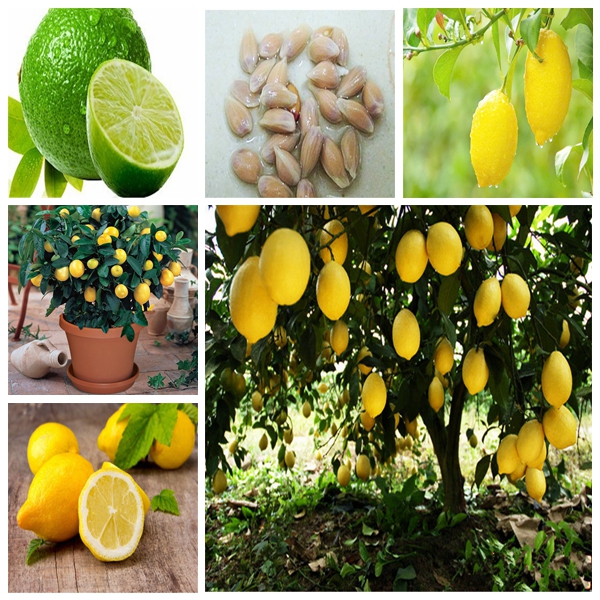20pcs Lemon Fresh Juicy Flower Seeds for Patio Lawn Garden Decorative Landscaping Supplies Bonsai Plants Purify The Air Delicious Tasty The Germination Rate 95%
20pcs Lemon Fresh Juicy Flower Seeds for Patio Lawn Garden Decorative Landscaping Supplies Bonsai Plants Purify The Air Delicious Tasty The Germination Rate 95%
