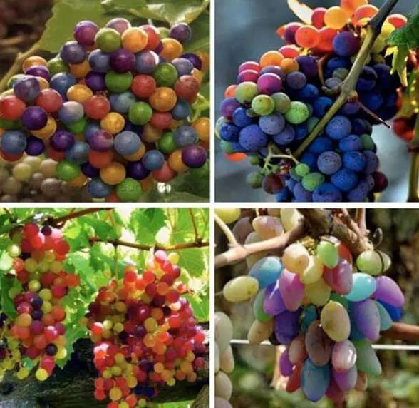20pcs Grape Fruit Flower Seeds for Patio Lawn Garden Fast Growing Planting Season Supplies Bonsai Plants The Germination Rate 95% Delicious Tasty Organic Non-GMO
20pcs Grape Fruit Flower Seeds for Patio Lawn Garden Fast Growing Planting Season Supplies Bonsai Plants The Germination Rate 95% Delicious Tasty Organic Non-GMO