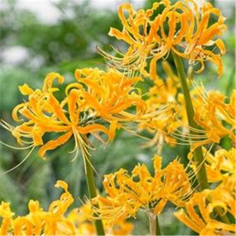 50pcs Lycoris Flower Seeds Patio Lawn Garden Variety of Colors Supplies Bonsai Plants All for a summer residence Purify The Air Absorb Harmful Gases Planting Season
50pcs Lycoris Flower Seeds Patio Lawn Garden Variety of Colors Supplies Bonsai Plants All for a summer residence Purify The Air Absorb Harmful Gases Planting Season