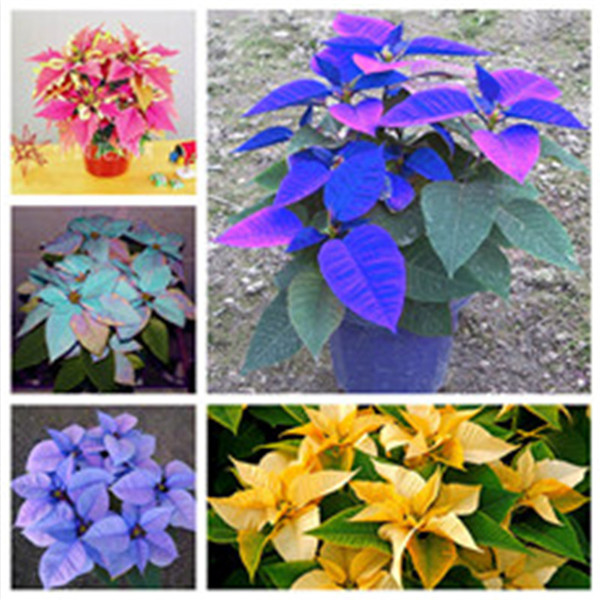 500pcs Poinsettia Showy Flower Seeds for Patio Lawn Garden Variety of Colors Aerobic Potted Supplies Bonsai Plants Organic Non-GMO Fast Growing Planting Season
500pcs Poinsettia Showy Flower Seeds for Patio Lawn Garden Variety of Colors Aerobic Potted Supplies Bonsai Plants Organic Non-GMO Fast Growing Planting Season