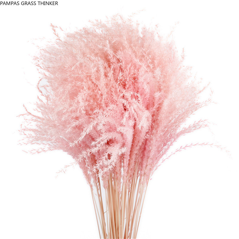 Pampas Grass Thinker Colorful Natural Light Pink Wedding Pampas Flowers Valentines Day Gift Natural Dried Reed Flower Bouquets White
Pampas Grass Thinker Colorful Natural Light Pink Wedding Pampas Flowers Valentines Day Gift Natural Dried Reed Flower Bouquets White