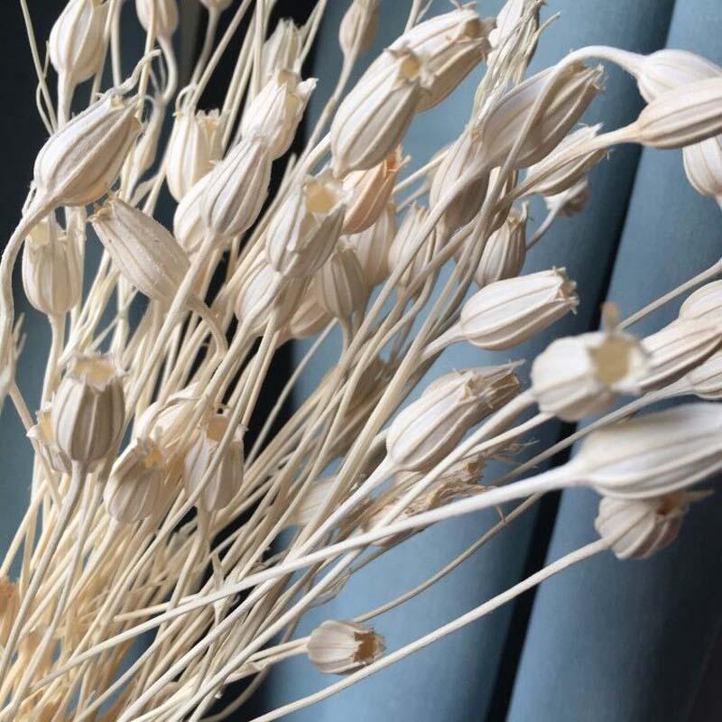 18g/Length15-35CM,Dried Fengling Grass,Natural Bell Flower Campanula Bouquet, Dry Flowers Eternelle Bluebell DIY For Home Decor, 01
18g/Length15-35CM,Dried Fengling Grass,Natural Bell Flower Campanula Bouquet, Dry Flowers Eternelle Bluebell DIY For Home Decor, 01