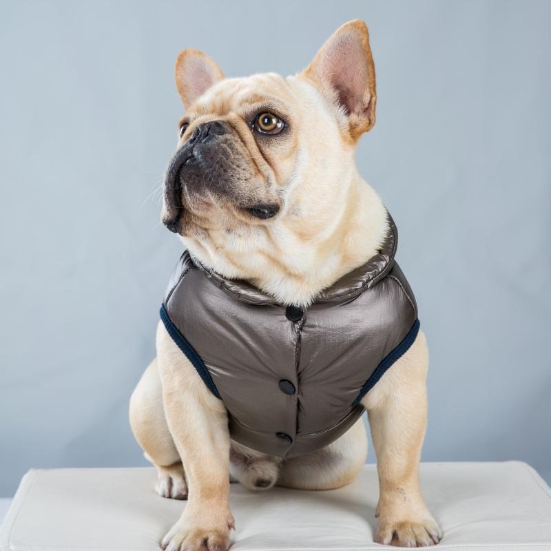 Autumn and Winter Dog Warm Cotton Vest Sleeveless Design Easy to Wear and Take off Fashionable Beautiful Cotton Voat
Autumn and Winter Dog Warm Cotton Vest Sleeveless Design Easy to Wear and Take off Fashionable Beautiful Cotton Voat