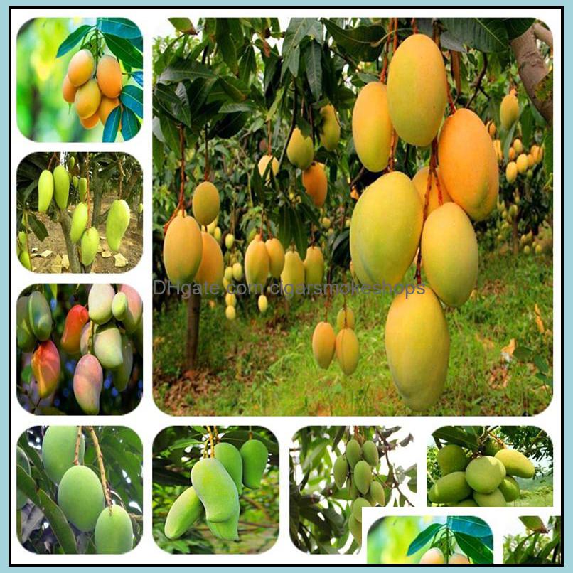 Garden Decorations Patio, Lawn & Home Imported Seeds 1Pcs 100% True Mango Plants Very Delicious Healthy Green Fruit Bonsai Easy Grow For Pla
Garden Decorations Patio, Lawn & Home Imported Seeds 1Pcs 100% True Mango Plants Very Delicious Healthy Green Fruit Bonsai Easy Grow For Pla