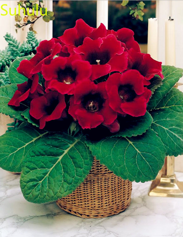 200pcs Gloxinia Seeds Perennial Evergreen Flower , Houseplant Home Garden Potted Indoor Balcony & Courtyard Purifying Air
200pcs Gloxinia Seeds Perennial Evergreen Flower , Houseplant Home Garden Potted Indoor Balcony & Courtyard Purifying Air