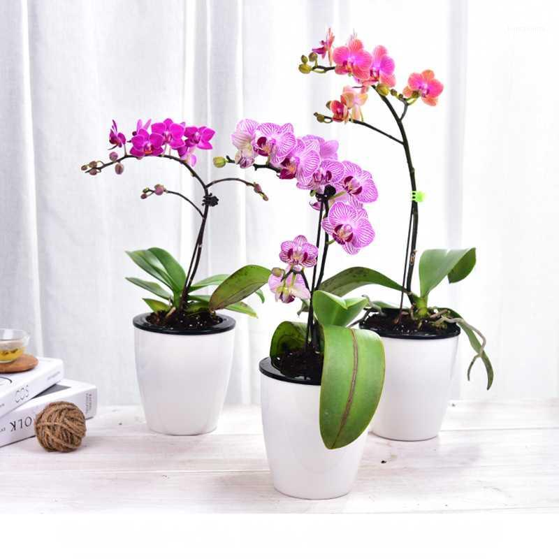 1pc Silk Artificial Flowers Phalaenopsis 5 Heads Wedding Moth Orchid Butterfly for Home Festival Party Decoration1, Yellow
1pc Silk Artificial Flowers Phalaenopsis 5 Heads Wedding Moth Orchid Butterfly for Home Festival Party Decoration1, Yellow