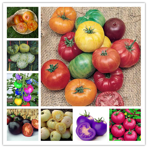 100pcs rainbow Juicy tomato Flower Seeds for Patio Lawn Garden Delicious Tasty Aerobic Potted Supplies Bonsai Plants Fast Growing Planting Season Organic Non-GMO
100pcs rainbow Juicy tomato Flower Seeds for Patio Lawn Garden Delicious Tasty Aerobic Potted Supplies Bonsai Plants Fast Growing Planting Season Organic Non-GMO
