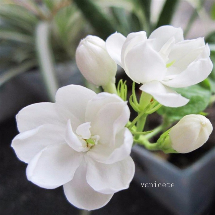 Garden Supplies Jasmine seed balcony garden indoor and outdoor potted four seasons easy to live aromatic plants perennial flower seeds9308 
Garden Supplies Jasmine seed balcony garden indoor and outdoor potted four seasons easy to live aromatic plants perennial flower seeds9308
