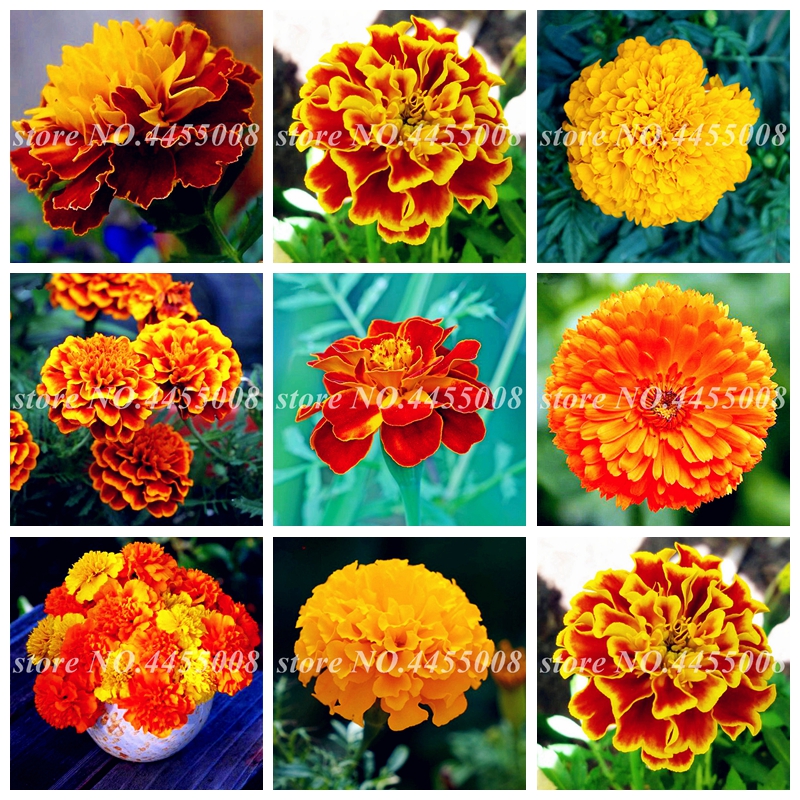 100 PCS seeds / bag African Marigold French Outdoor Herbs Chrysanthemum Flower Bonsai Tagetes Flore Home Garden Planting Fast Growing Planting Season Purify The Air
100 PCS seeds / bag African Marigold French Outdoor Herbs Chrysanthemum Flower Bonsai Tagetes Flore Home Garden Planting Fast Growing Planting Season Purify The Air