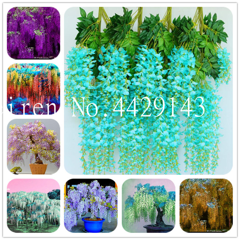 10 pcs seeds Bonsai Wisteria flower outdoor plant Purple Perennial for DIY home garden Climb rattan Fast Growing Planting Season Purify The Air Absorb Harmful Gases
10 pcs seeds Bonsai Wisteria flower outdoor plant Purple Perennial for DIY home garden Climb rattan Fast Growing Planting Season Purify The Air Absorb Harmful Gases
