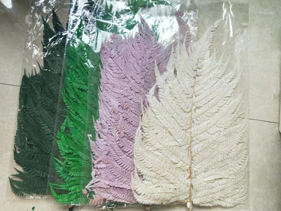 10pcs/bundle 50-70cm Preserved Fern Flower For Craft Gift Material Accessory Decoration Flower Arranging DIY1, White
10pcs/bundle 50-70cm Preserved Fern Flower For Craft Gift Material Accessory Decoration Flower Arranging DIY1, White