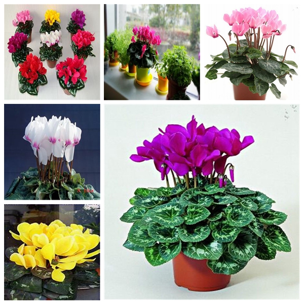 Garden Decorations 200pcs Cyclamen Flower Seeds Bonsai Rare Plant for Home Courtyard Planting Absorb Formaldehyde Beautifying And Air Purification
Garden Decorations 200pcs Cyclamen Flower Seeds Bonsai Rare Plant for Home Courtyard Planting Absorb Formaldehyde Beautifying And Air Purification