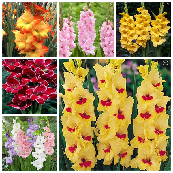 1000pcs Gladiolus Showy Flower Seeds for Patio Lawn Garden Supplies Bonsai Plants The Germination Rate 95% Decorative Landscaping Natural Gr
1000pcs Gladiolus Showy Flower Seeds for Patio Lawn Garden Supplies Bonsai Plants The Germination Rate 95% Decorative Landscaping Natural Gr