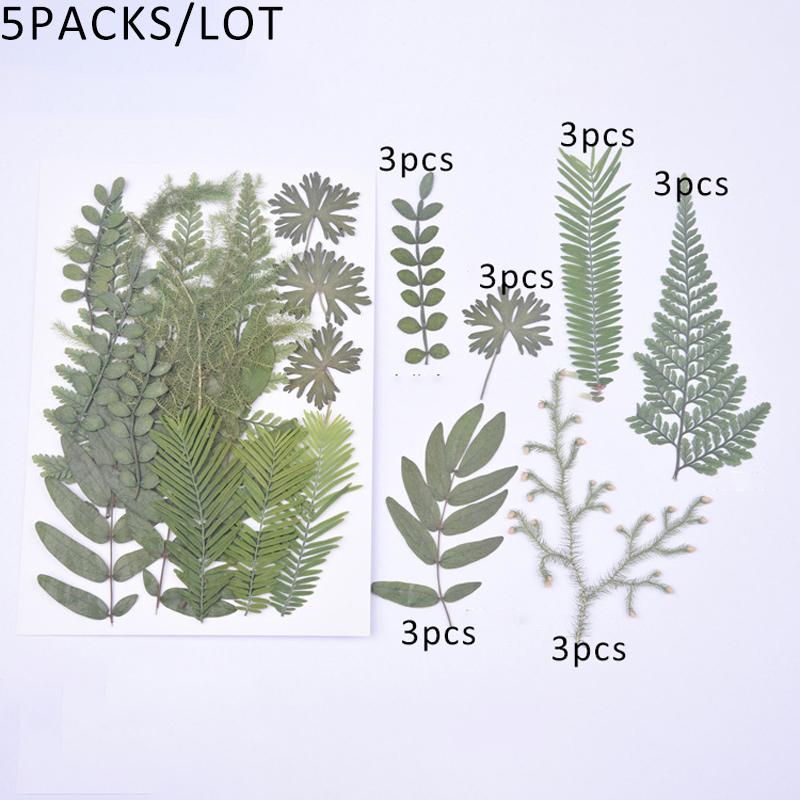 90PCS/Lot Real Green Pressed Dried Mixed Leaves for Plant Specimen Wedding Invitation Epoxy Phone Case Photo Frame Gift Card
90PCS/Lot Real Green Pressed Dried Mixed Leaves for Plant Specimen Wedding Invitation Epoxy Phone Case Photo Frame Gift Card