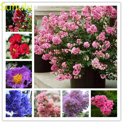 New Variety 100pcs Crape myrtle Seeds Garden Indoor Flowers Balcony & Courtyard Purifying Air Bonsai Plant
New Variety 100pcs Crape myrtle Seeds Garden Indoor Flowers Balcony & Courtyard Purifying Air Bonsai Plant