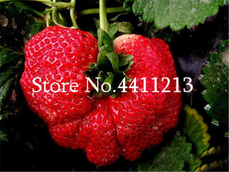100 Pcs seeds Giant strawberry bonsai Super big and Red Fruit bonsai delicious bonsai plants garden Fast Growing Planting Season Purify The Air Absorb Harmful Gases
100 Pcs seeds Giant strawberry bonsai Super big and Red Fruit bonsai delicious bonsai plants garden Fast Growing Planting Season Purify The Air Absorb Harmful Gases