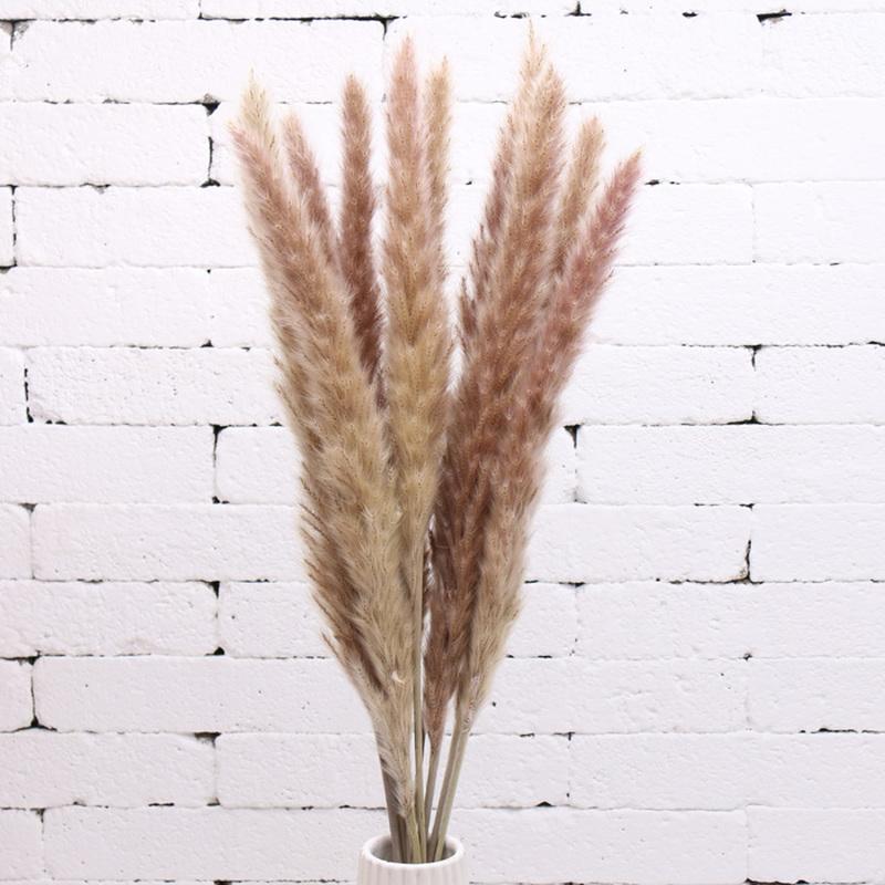 White Pampas Grass Decorative Dried Plants Dried Natural Flowers Bulrush Wedding Flower Bunch Natural Phragmites Communis, Xiaoluwei 
White Pampas Grass Decorative Dried Plants Dried Natural Flowers Bulrush Wedding Flower Bunch Natural Phragmites Communis, Xiaoluwei