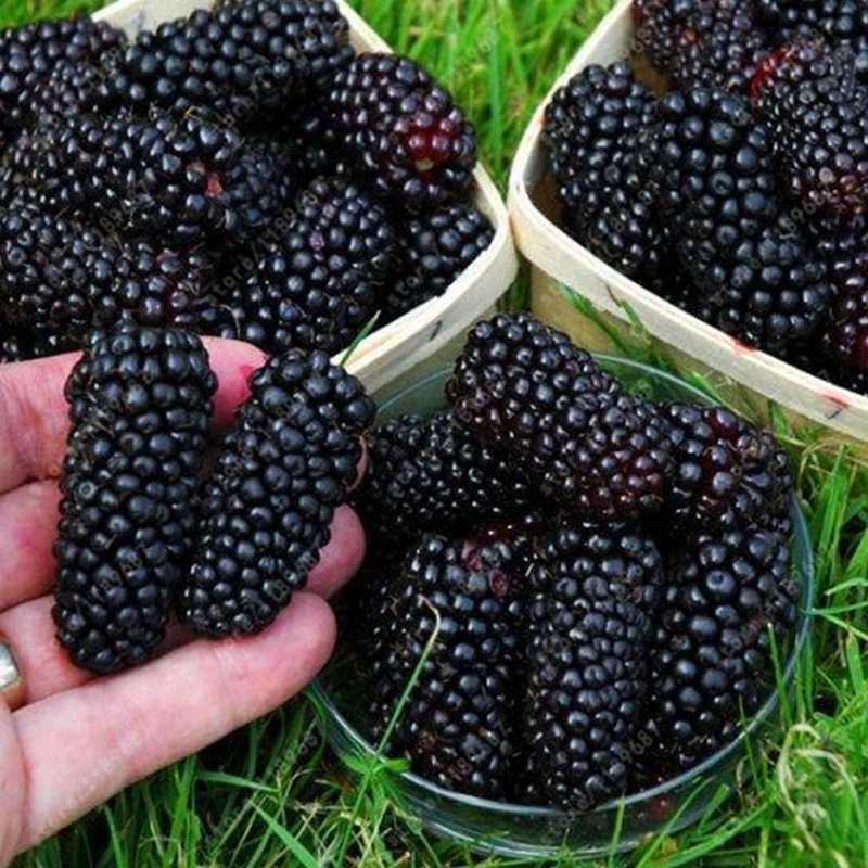 100 Pcs seeds /Bag Bonsai Blackberry Dessert Nutritious Black Raspberry Sweet Beautifying Healthy Garden Fruit for Flower Potted Organic Non-GMO Delicious Tasty
100 Pcs seeds /Bag Bonsai Blackberry Dessert Nutritious Black Raspberry Sweet Beautifying Healthy Garden Fruit for Flower Potted Organic Non-GMO Delicious Tasty