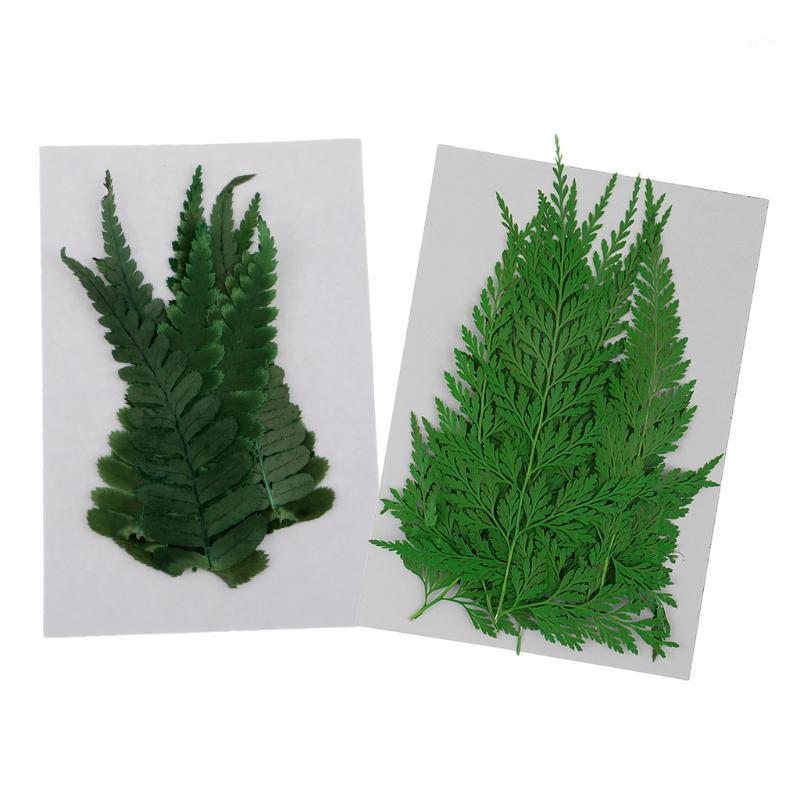22 Pieces Pressed Fern Leaves Natural Dried Flowers DIY Scrapbooking Crafts1, As pic
22 Pieces Pressed Fern Leaves Natural Dried Flowers DIY Scrapbooking Crafts1, As pic