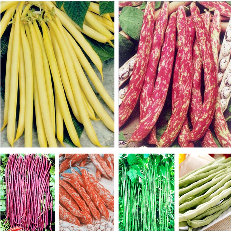 Sale 10 Pcs seeds / Bag Bonsai Bean Delicious Vegetable Phaseolus Vulgaris Plant Green Healthy Food Garden Planta Organic Non-GMO Fast Growing Planting Season
Sale 10 Pcs seeds / Bag Bonsai Bean Delicious Vegetable Phaseolus Vulgaris Plant Green Healthy Food Garden Planta Organic Non-GMO Fast Growing Planting Season